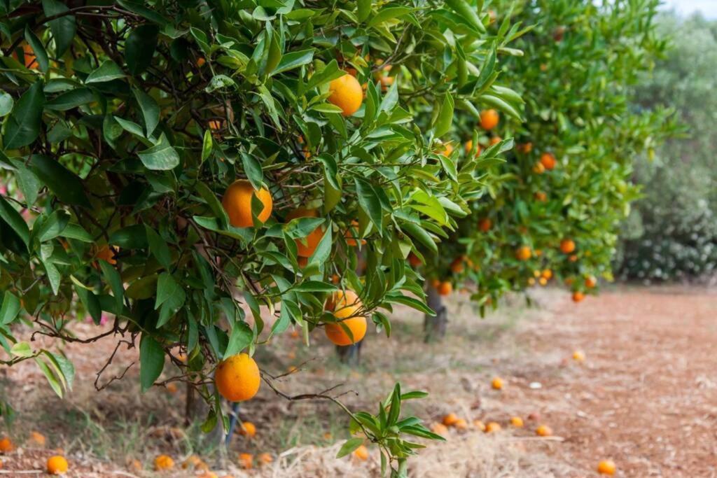 Villa Orange Tree Porto Heli Esterno foto